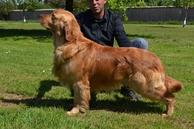 Golden Retriever